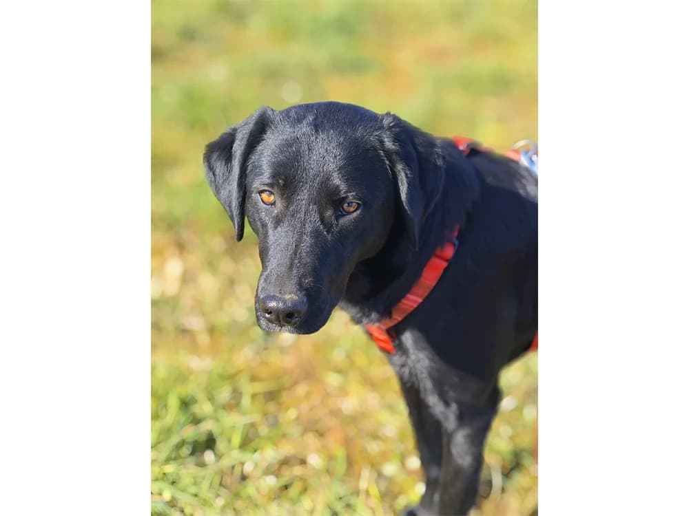 Paulinchen, schwarz female 3yo Mixed Breed for adoption at Tierhilfe Lebenswert e.V., Oberwies