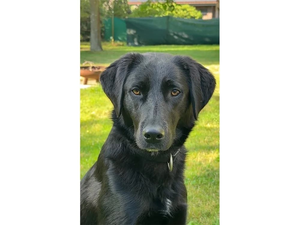 Paulinchen, schwarz female 3yo Mixed Breed for adoption at Tierhilfe Lebenswert e.V., Oberwies