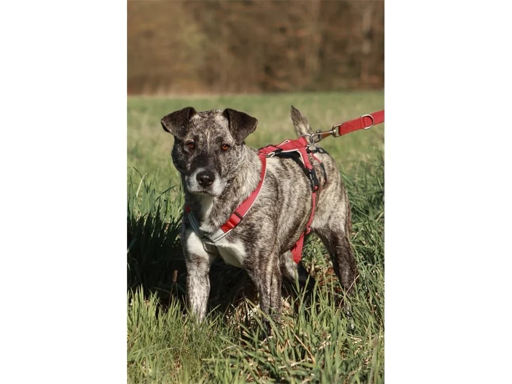 Pauline *2022 – wartet in 96369 Weißenbrunn, beige female Mixed Breed for adoption at Tierhilfe Lebenswert e.V., Oberwies