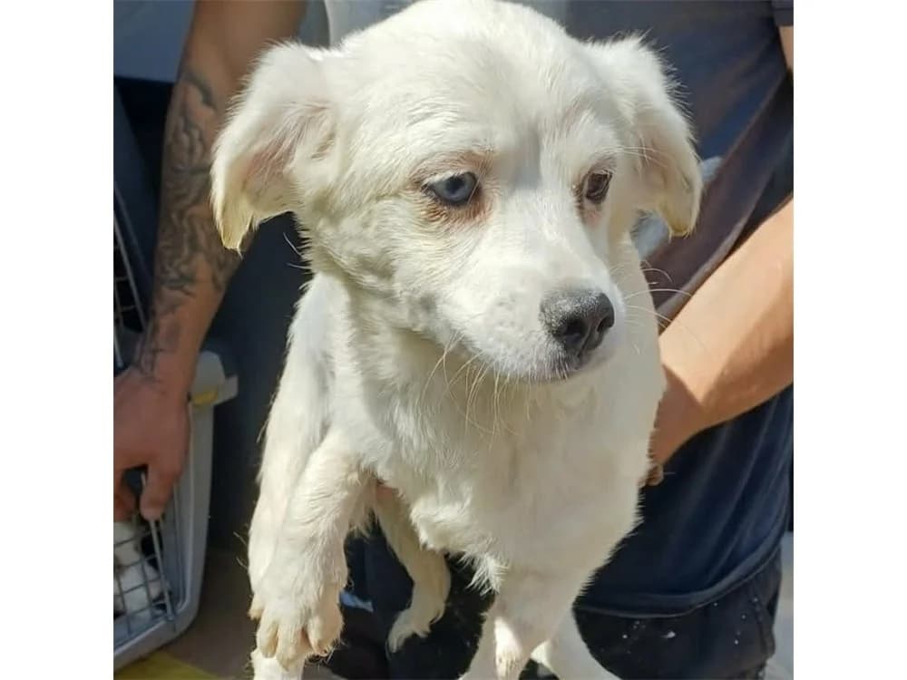 Penny, female young Mixed Breed for adoption at Tierhilfe Lebenswert e.V., Oberwies