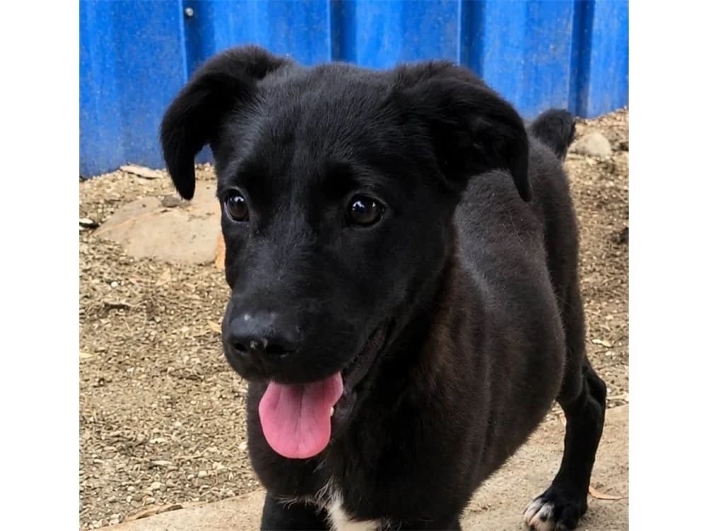 Penny, schwarz female puppy Mixed Breed for adoption at Tierhilfe Lebenswert e.V., Oberwies