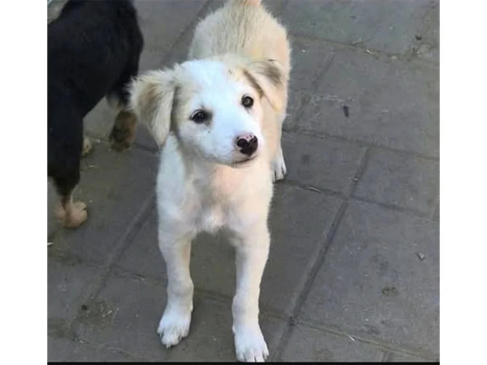 Penny, beige female Mixed Breed for adoption at Tierhilfe Lebenswert e.V., Oberwies