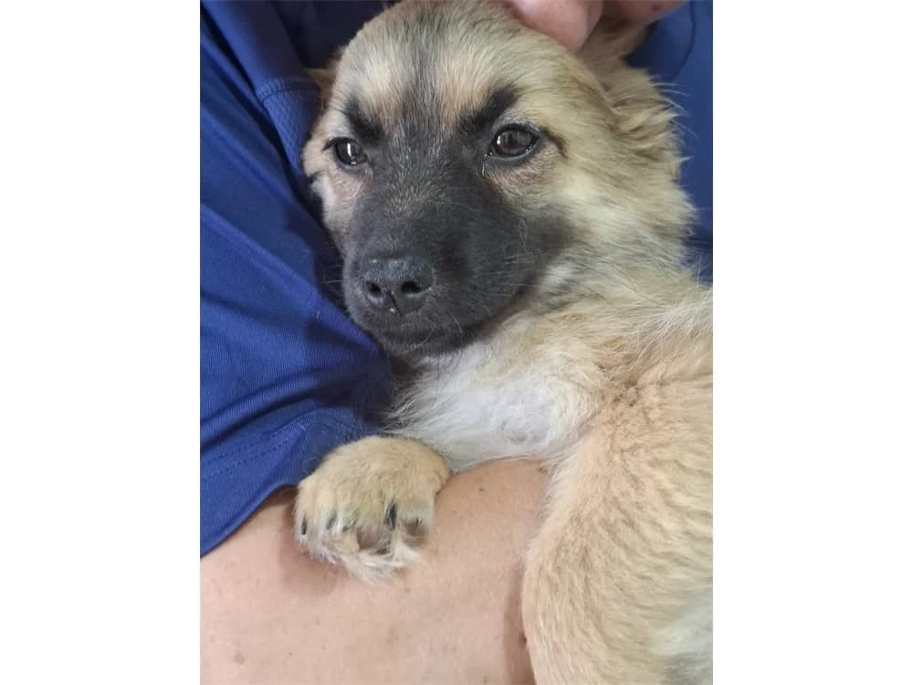 Peppi, braun female puppy Mixed Breed for adoption at Tierhilfe Lebenswert e.V., Oberwies