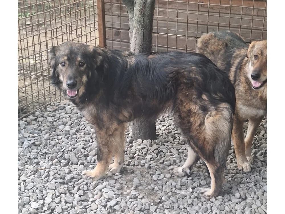 Phylax, schwarz female 3yo Mixed Breed for adoption at Tierhilfe Lebenswert e.V., Oberwies