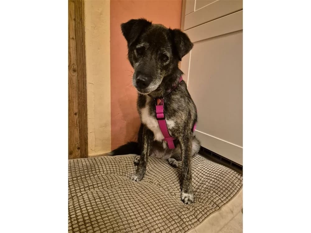 Pieri *2018 – wartet in 35708 Haiger, schwarz female puppy Mixed Breed for adoption at Tierhilfe Lebenswert e.V., Oberwies