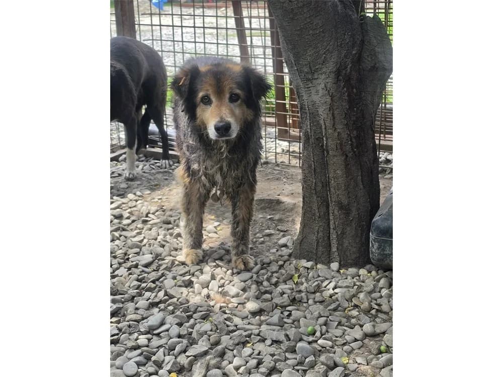Piety *20, tricolor female Mixed Breed for adoption at Tierhilfe Lebenswert e.V., Oberwies