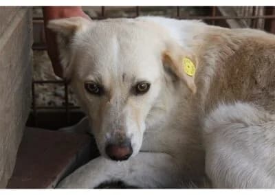 Podiana *2016 -vermisst, female young Mixed Breed for adoption at Tierhilfe Lebenswert e.V., Oberwies