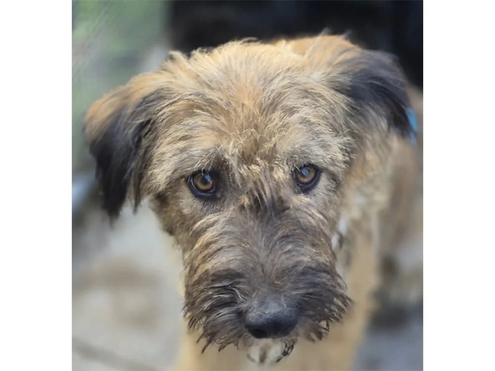 Popey, braun female puppy Mixed Breed for adoption at Tierhilfe Lebenswert e.V., Oberwies
