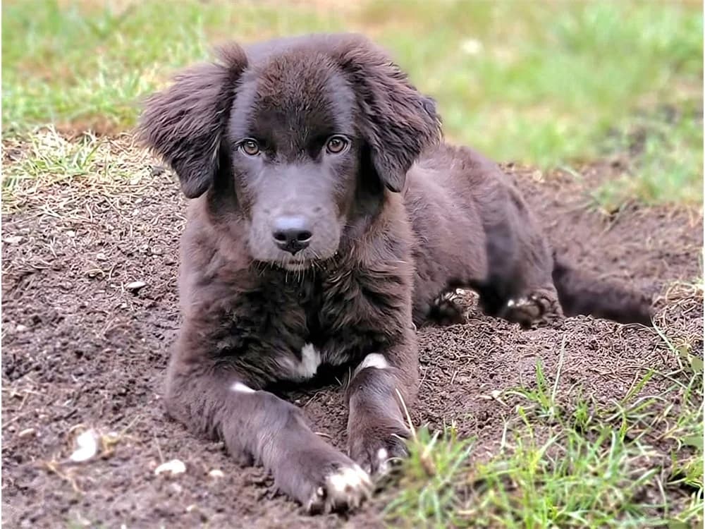 Queeni, schokobraun female Mixed Breed for adoption at Tierhilfe Lebenswert e.V., Oberwies