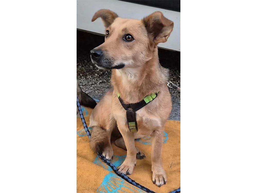 Queeny, gold female 3yo Mixed Breed for adoption at Tierhilfe Lebenswert e.V., Oberwies