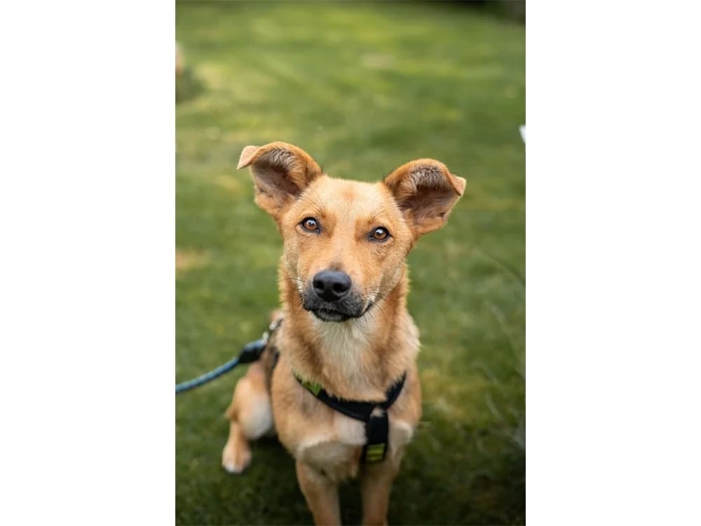 Queeny, gold female 3yo Mixed Breed for adoption at Tierhilfe Lebenswert e.V., Oberwies
