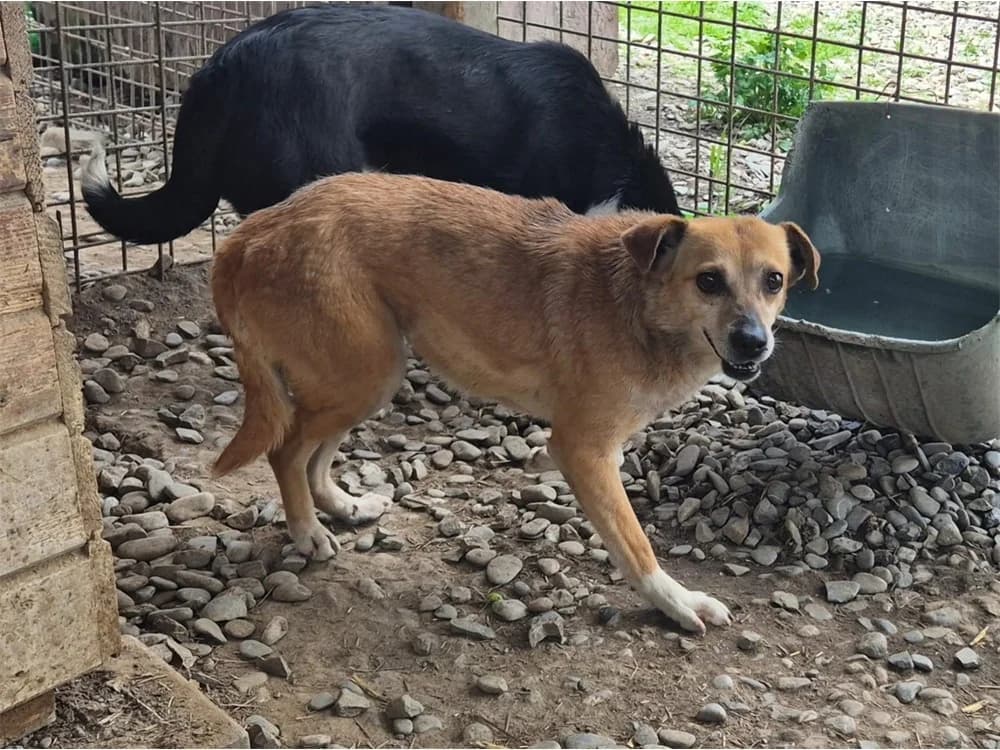Rachel *20, braun female Mixed Breed for adoption at Tierhilfe Lebenswert e.V., Oberwies