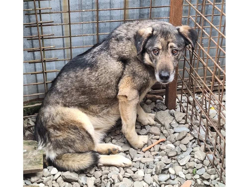 Ranida *2018 – Pflegestelle oder Zuhause gesucht, schwarz female young Mixed Breed for adoption at Tierhilfe Lebenswert e.V., Oberwies