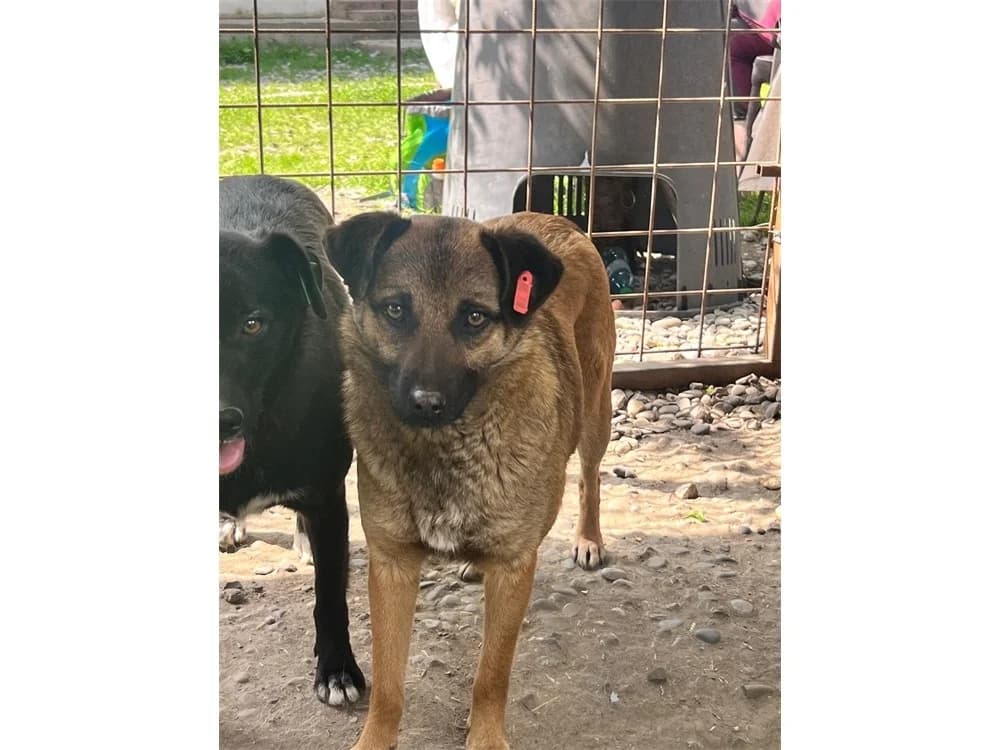 Ranya *2024 – Pflegestelle oder Zuhause gesucht, braun female Mixed Breed for adoption at Tierhilfe Lebenswert e.V., Oberwies