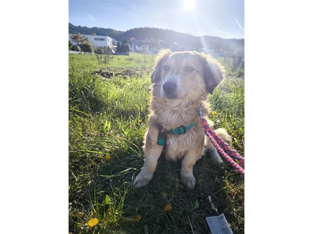 Ravella *2023 – noch nicht in der Vermittlung!, beige female Mixed Breed for adoption at Tierhilfe Lebenswert e.V., Oberwies