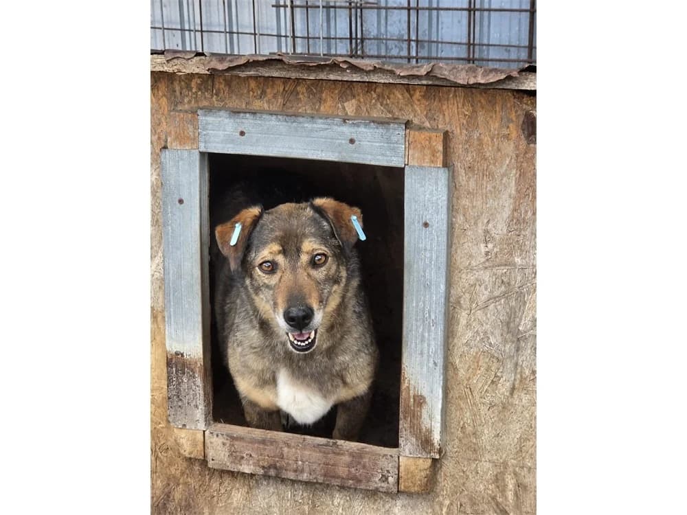 Renee *2018 – Pflegestelle oder Zuhause gesucht, braun female 5yo Mixed Breed for adoption at Tierhilfe Lebenswert e.V., Oberwies