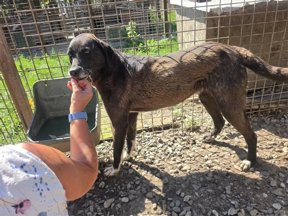 Rica *20, dunkelbraun female Mixed Breed for adoption at Tierhilfe Lebenswert e.V., Oberwies