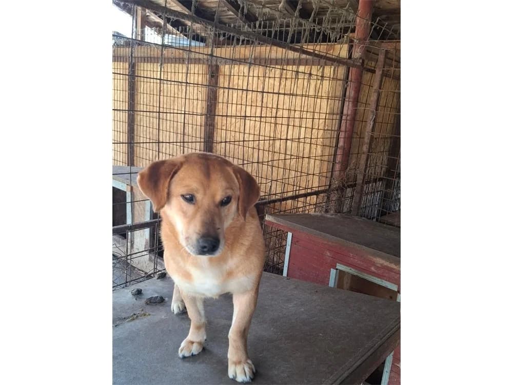 Rick *2017 – Pflegestelle oder Zuhause gesucht, hellbraun female Mixed Breed for adoption at Tierhilfe Lebenswert e.V., Oberwies