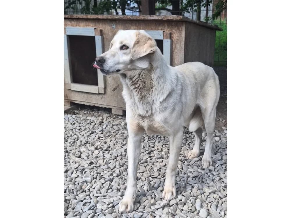 Romo *2020 – Pflegestelle oder Zuhause gesucht, female puppy Mixed Breed for adoption at Tierhilfe Lebenswert e.V., Oberwies