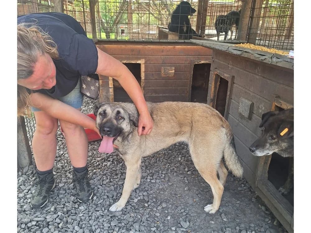 Rosa *2023 – Pflegestelle oder Zuhause gesucht, beige female Mixed Breed for adoption at Tierhilfe Lebenswert e.V., Oberwies