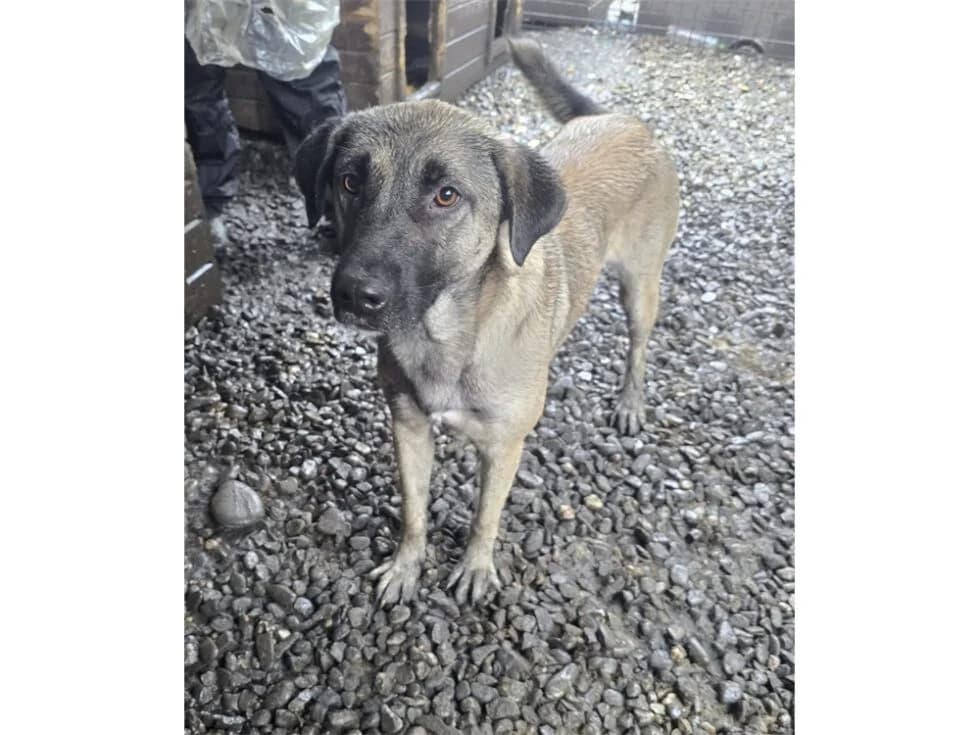 Rosa *2023 – Pflegestelle oder Zuhause gesucht, beige female Mixed Breed for adoption at Tierhilfe Lebenswert e.V., Oberwies