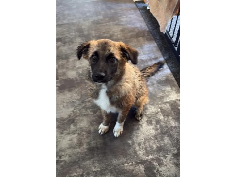 Rosalie – noch nicht in der Vermittlung, braun female Mixed Breed for adoption at Tierhilfe Lebenswert e.V., Oberwies