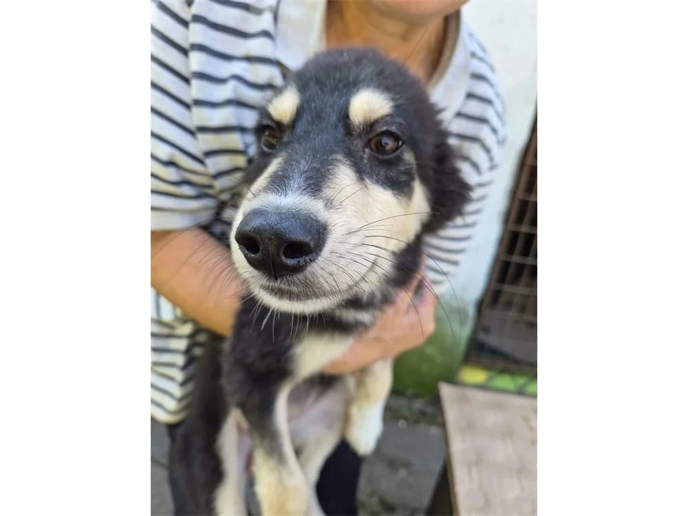 Royana, schwarz female Mixed Breed for adoption at Tierhilfe Lebenswert e.V., Oberwies