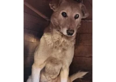 Runner *2011 – wird vermisst, beige female 6yo Mixed Breed for adoption at Tierhilfe Lebenswert e.V., Oberwies