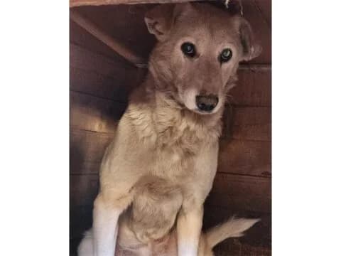 Runner *2011 – wird vermisst, beige female 6yo Mixed Breed for adoption at Tierhilfe Lebenswert e.V., Oberwies