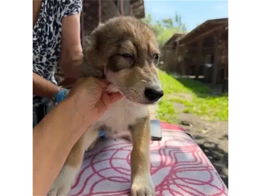 Sam, beige female puppy Mixed Breed for adoption at Tierhilfe Lebenswert e.V., Oberwies