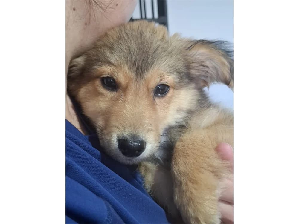 Samu, hellbraun female puppy Mixed Breed for adoption at Tierhilfe Lebenswert e.V., Oberwies