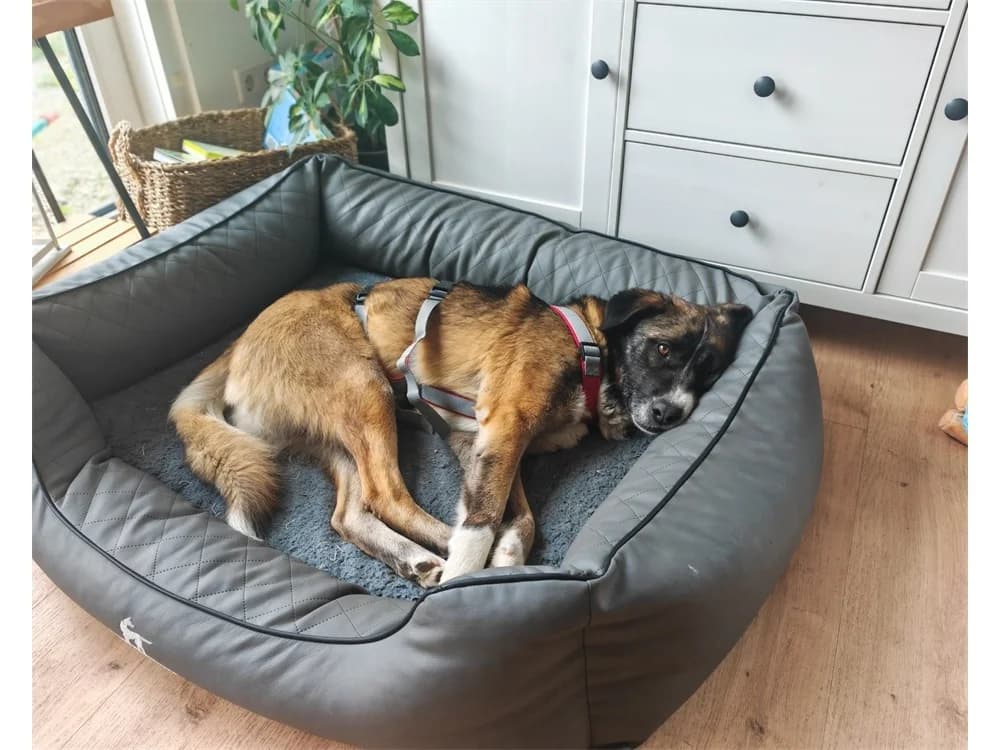 Samuel, braun female 6yo Mixed Breed for adoption at Tierhilfe Lebenswert e.V., Oberwies
