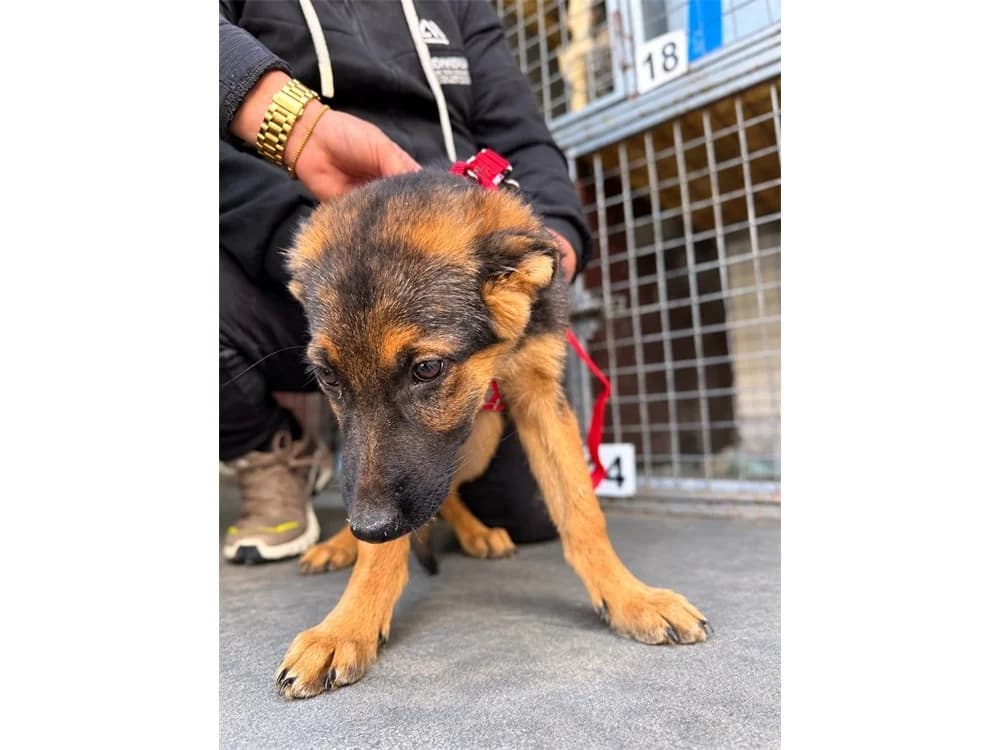 Sanjia, schwarz female puppy Mixed Breed for adoption at Tierhilfe Lebenswert e.V., Oberwies