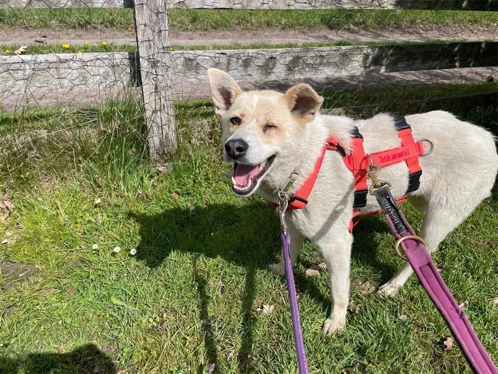 Sanny, beige female 4yo mixed breed for adoption at Tierhilfe Lebenswert e.V., Oberwies