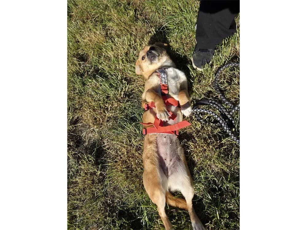 Sassy, hellbraun female puppy Mixed Breed for adoption at Tierhilfe Lebenswert e.V., Oberwies