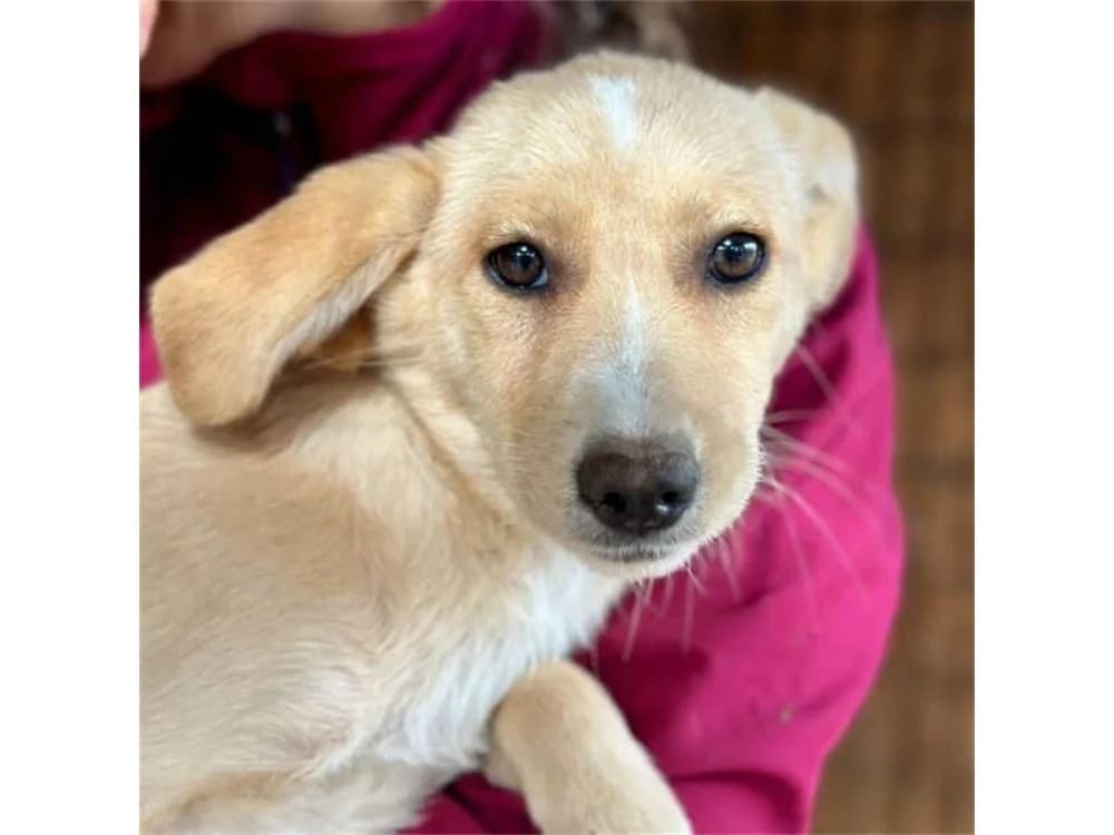 Shari, beige female Mixed Breed for adoption at Tierhilfe Lebenswert e.V., Oberwies