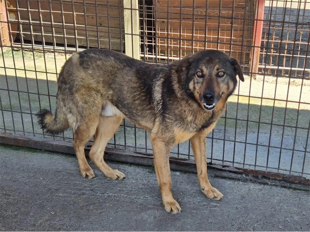 Siro *2018 – Pflegestelle oder Zuhause gesucht, female young Mixed Breed for adoption at Tierhilfe Lebenswert e.V., Oberwies