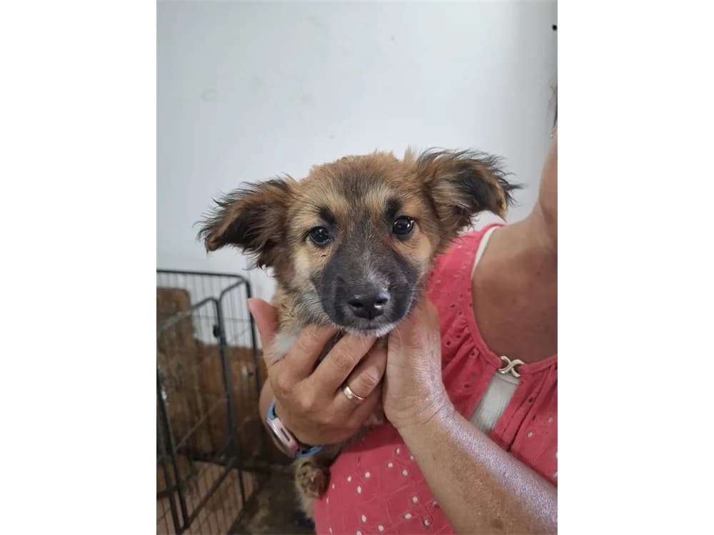 Skai, beige female puppy Mixed Breed for adoption at Tierhilfe Lebenswert e.V., Oberwies