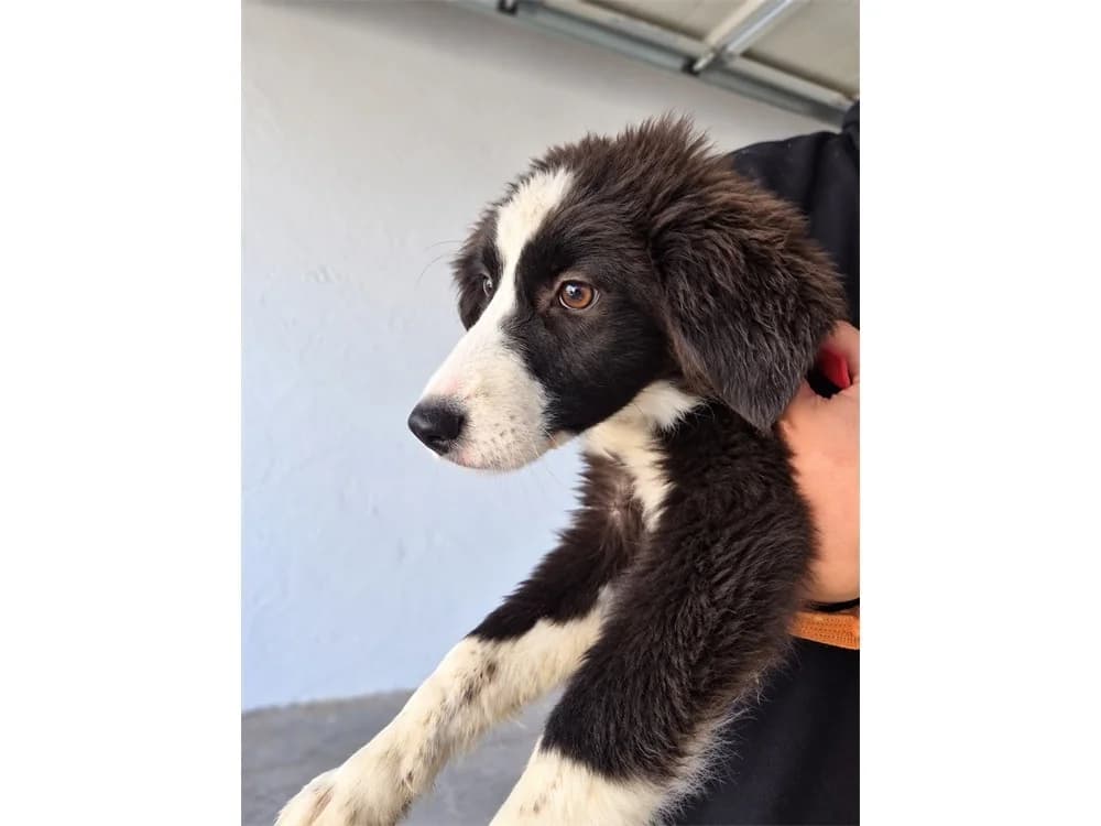 Soreia, schwarz female Mixed Breed for adoption at Tierhilfe Lebenswert e.V., Oberwies
