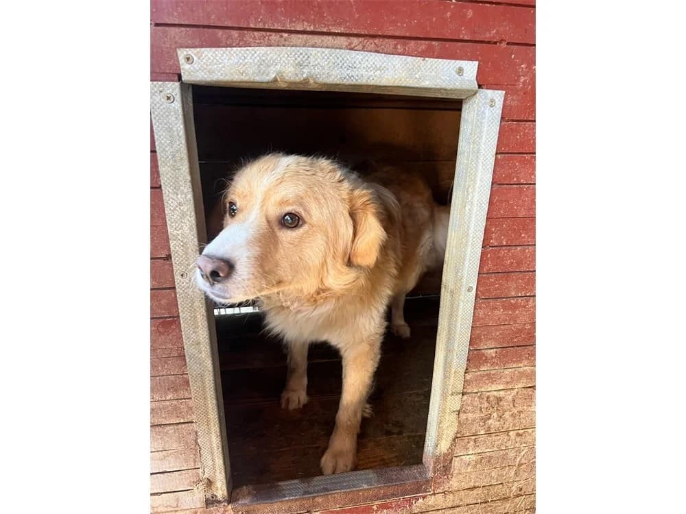 Stefan *20, beige female Mixed Breed for adoption at Tierhilfe Lebenswert e.V., Oberwies