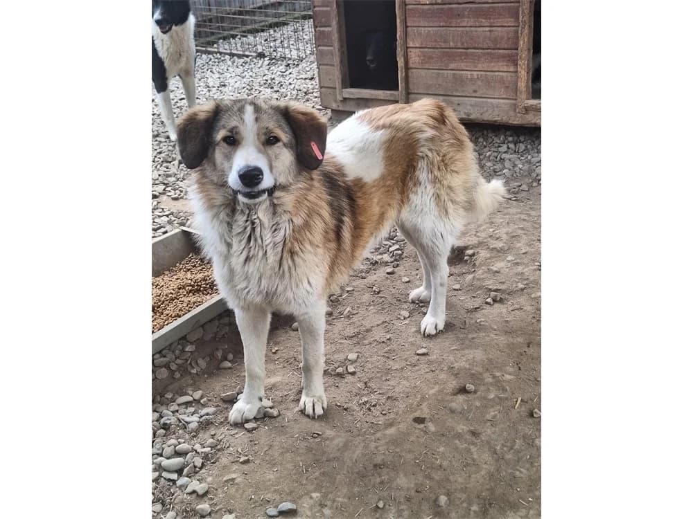 Stellan *2024 – Pflegestelle oder Zuhause gesucht, braun female Mixed Breed for adoption at Tierhilfe Lebenswert e.V., Oberwies