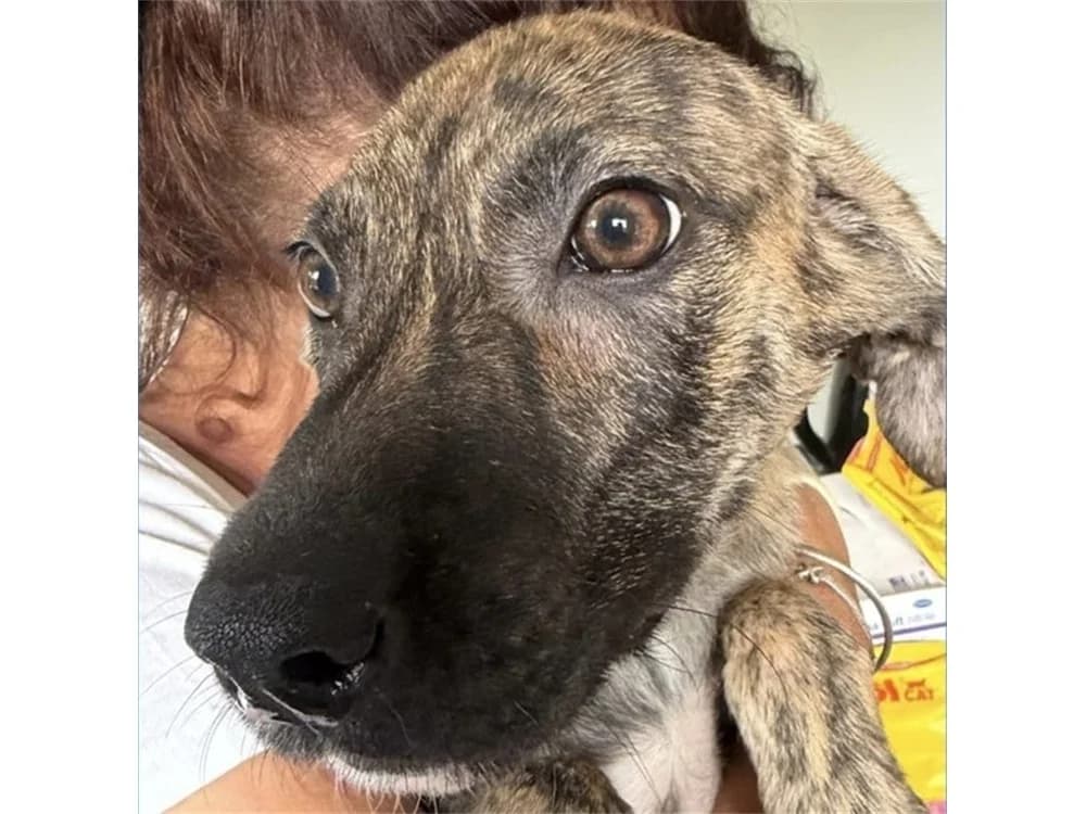 Stina, beige female Mixed Breed for adoption at Tierhilfe Lebenswert e.V., Oberwies