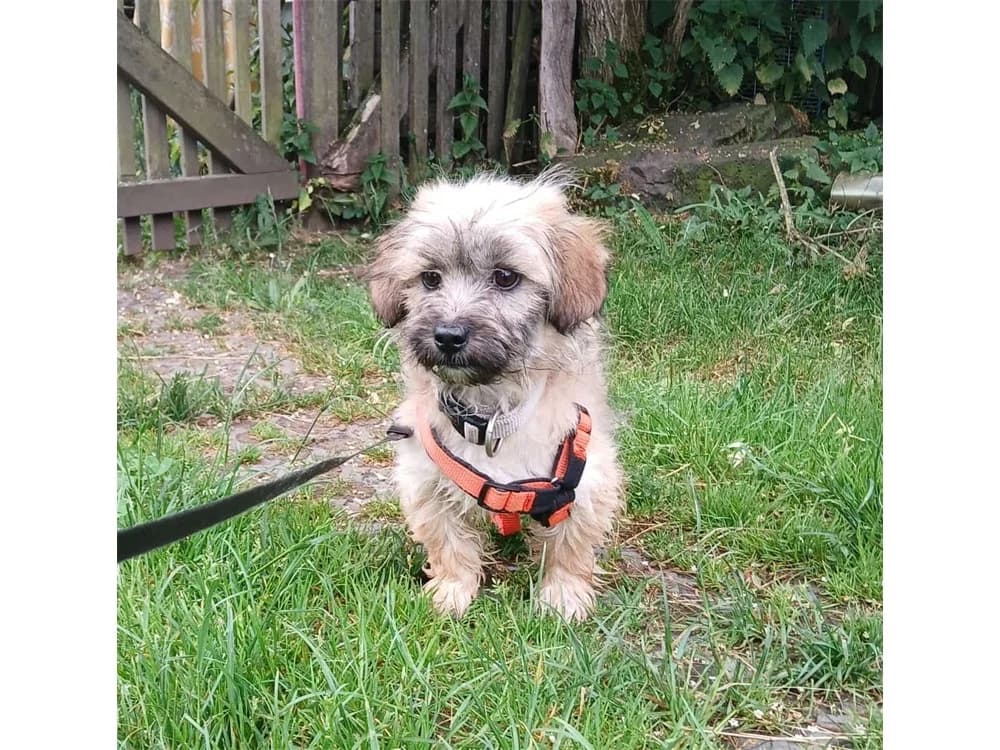 Struwel, beige female puppy Mixed Breed for adoption at Tierhilfe Lebenswert e.V., Oberwies