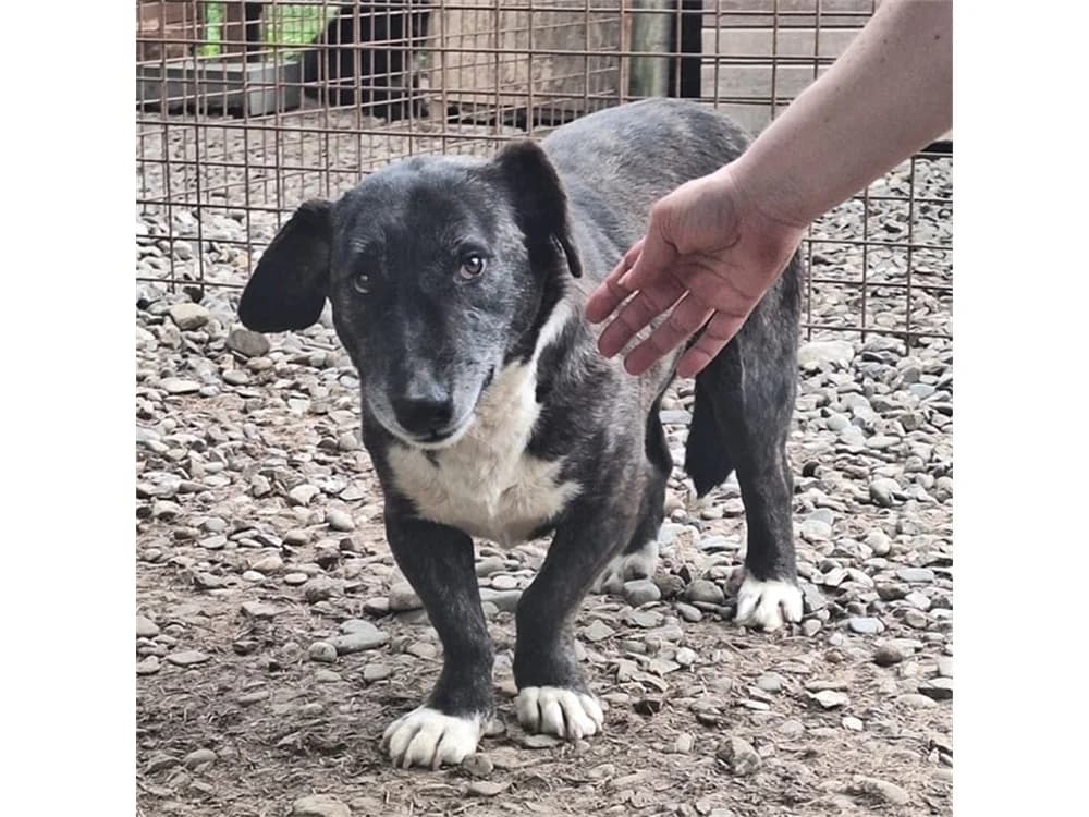 Suki *20, schwarz female Mixed Breed for adoption at Tierhilfe Lebenswert e.V., Oberwies
