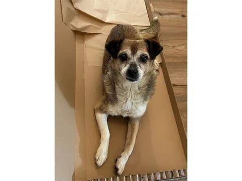 Sunny – noch nicht in der Vermittlung, beige female young Mixed Breed for adoption at Tierhilfe Lebenswert e.V., Oberwies