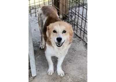 Sunny2 *2016 – Pflegestelle oder Zuhause gesucht, braun female Mixed Breed for adoption at Tierhilfe Lebenswert e.V., Oberwies