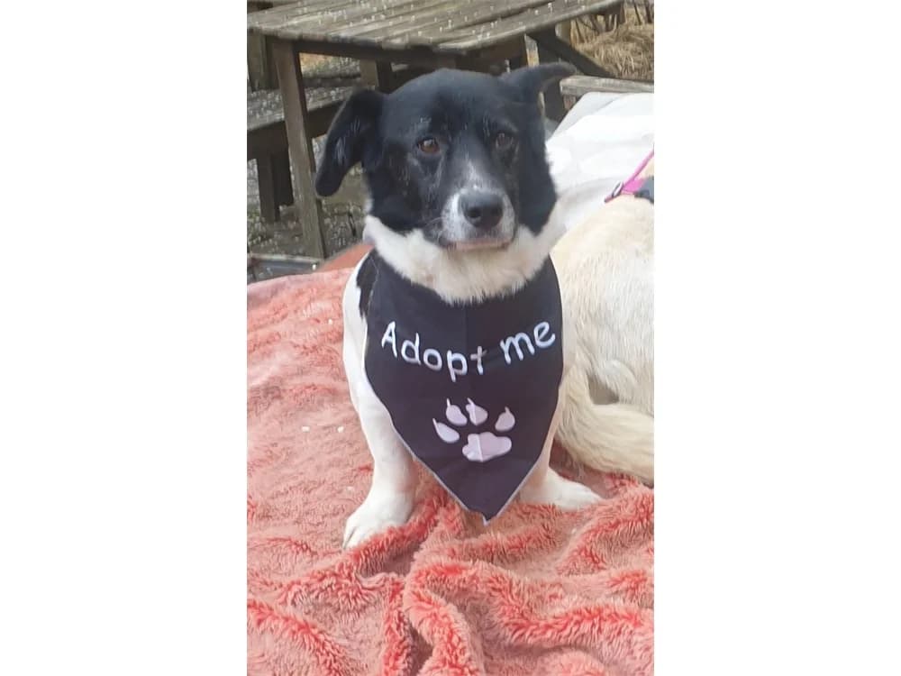 Tabasco *2020 – wartet in 59199 Bönen, schwarz female senior Mixed Breed for adoption at Tierhilfe Lebenswert e.V., Oberwies