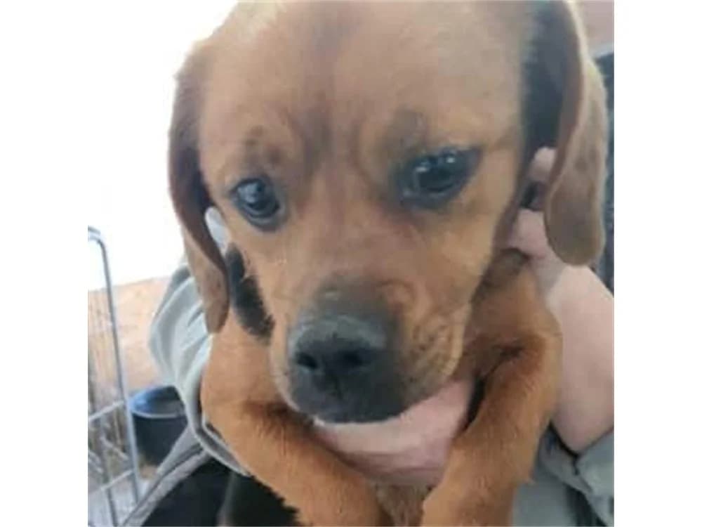Talisha *20, braun female Mixed Breed for adoption at Tierhilfe Lebenswert e.V., Oberwies
