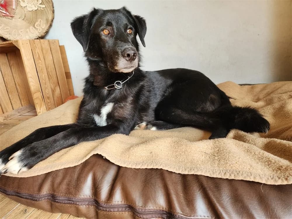 Tamia *2022 – wartet in 38271 Baddeckenstedt, schwarz female Mixed Breed for adoption at Tierhilfe Lebenswert e.V., Oberwies