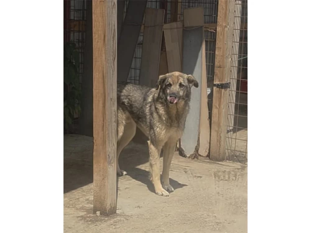 Tando *2017 – Pflegestelle oder Zuhause gesucht, beige female puppy Mixed Breed for adoption at Tierhilfe Lebenswert e.V., Oberwies